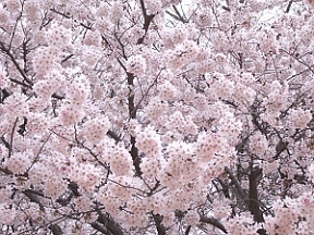開成山の桜１